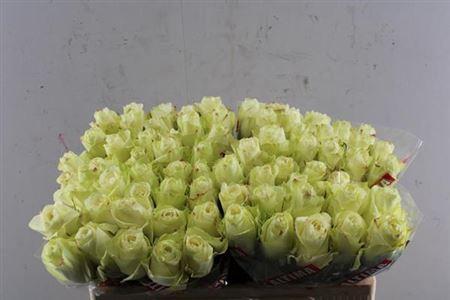 Rosa grootbloemig Athena