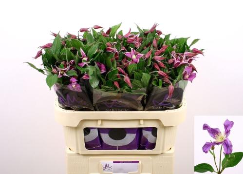 Clematis Amazing Rome