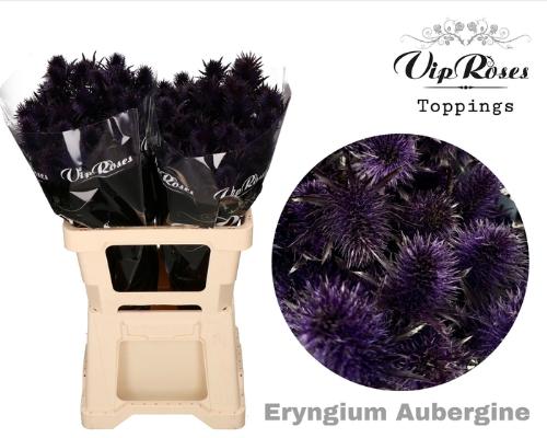 Eryngium alpinum kleurbehandeld H%