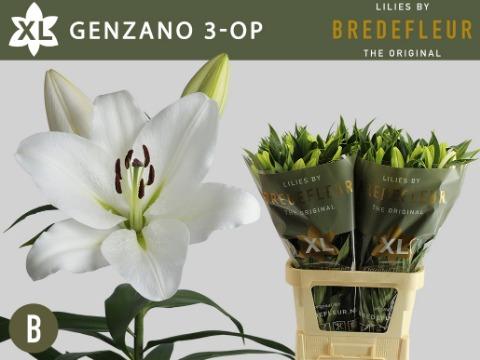 Lilium (OT-hybrids Grp) 'Genzano'