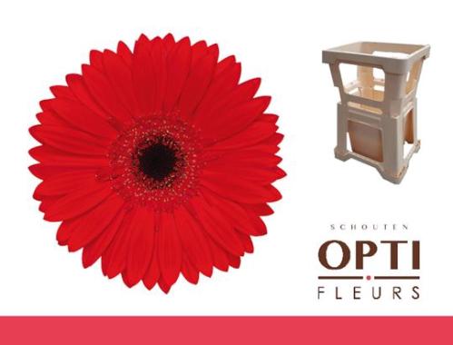 Gerbera grootbloemig 'Blinddate'