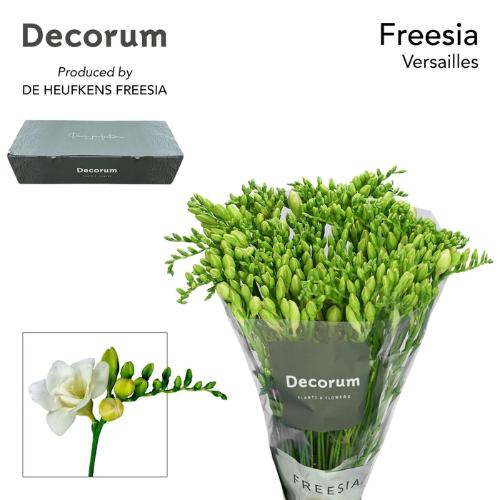Freesia dubbelbloemig Versailles