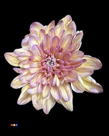 Chrysanthemum Indicum Grp tros kas kleurbehandeld H%