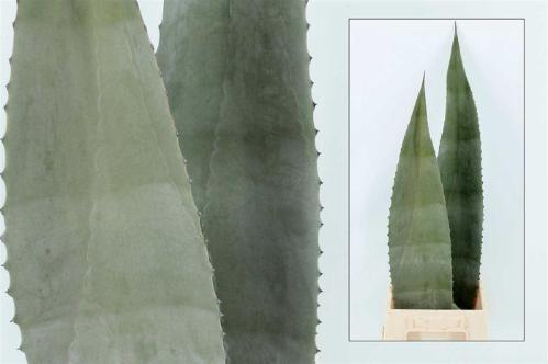 Agave americana (blad)