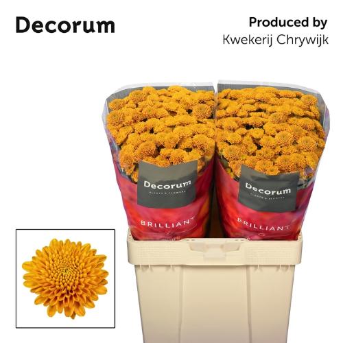 Chrysanthemum (Indicum Grp) tros santini Ellison Orange