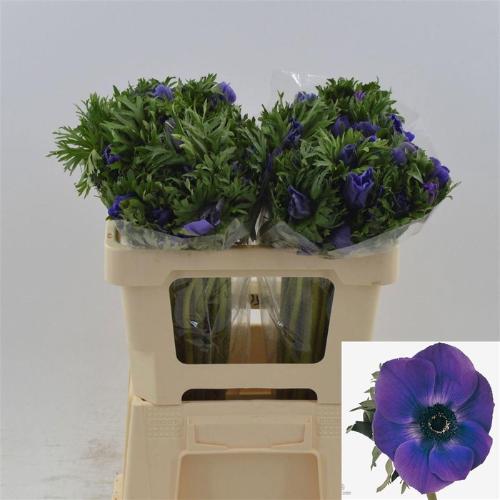 Anemone coronaria 'Galil Blauw'