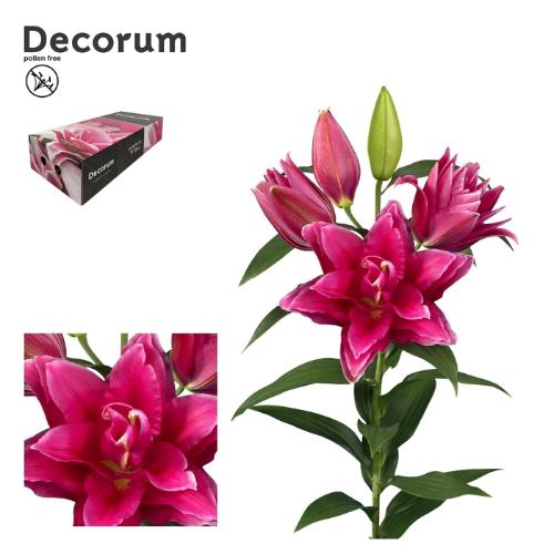 Lilium (Oriental Grp) dubbel Roselily Manouska