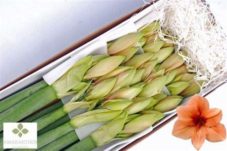 Hippeastrum Galaxy Grp 'Rilona'