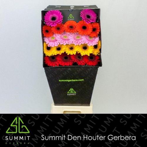 Gerbera mini gemengd op rij