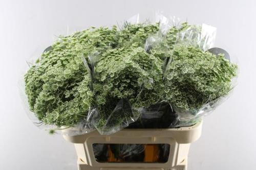 Ammi visnaga 'Casablanca'