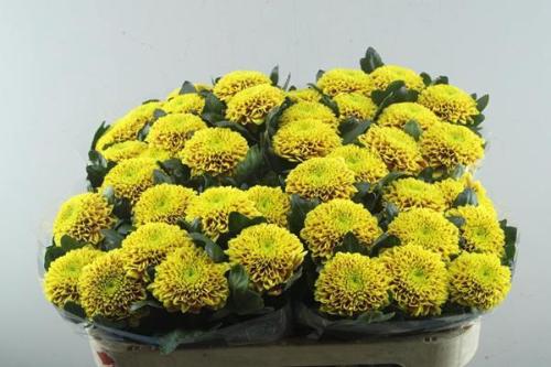 Chrysanthemum (Indicum Grp) geplozen Tropicana