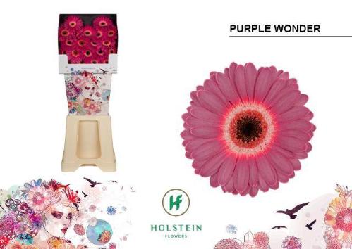 Gerbera mini Purple Wonder