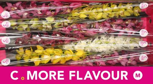 Cymbidium mini per tak gemengd