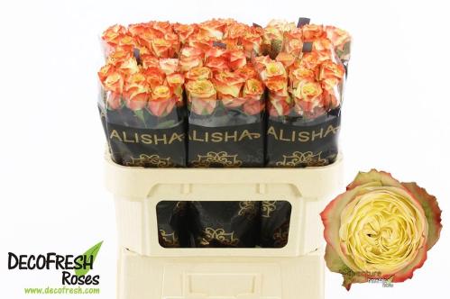 Rosa grootbloemig Adventure