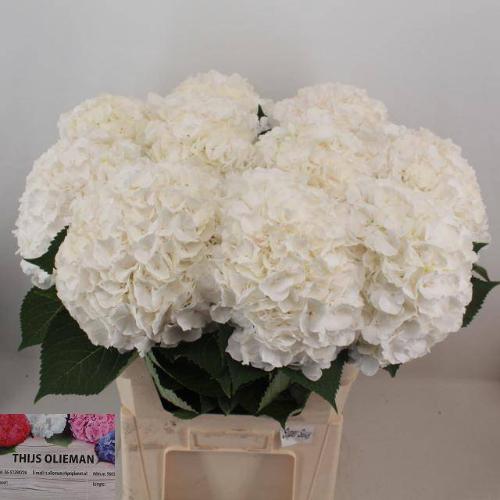 Hydrangea macrophylla Noordpool