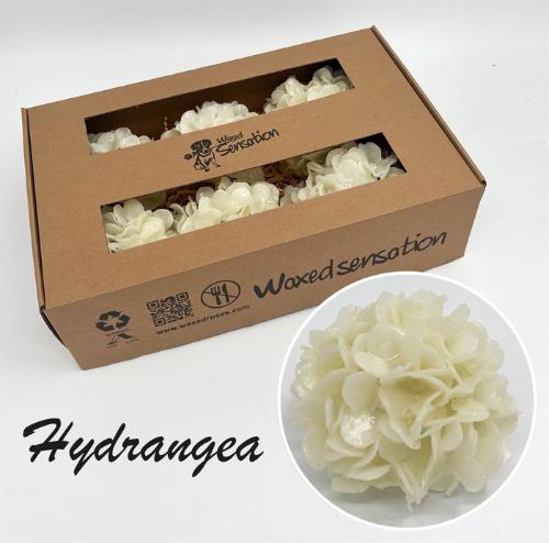 Hydrangea overig kleurbehandeld H%