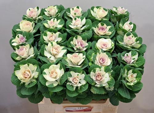 Brassica oleracea 'White Crane'