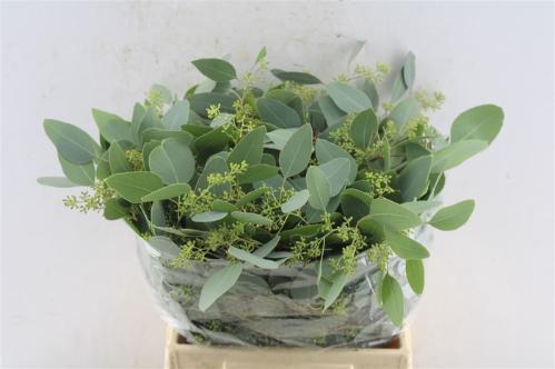 Eucalyptus per bos polyanthemos (fruit)