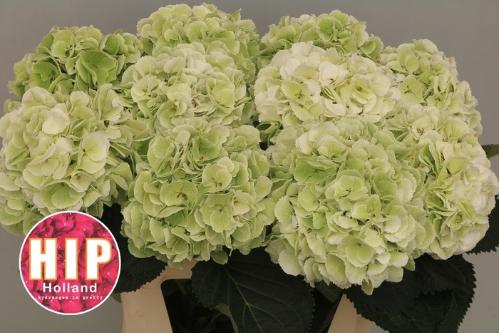 Hydrangea macrophylla 'Schneeball' (classic)