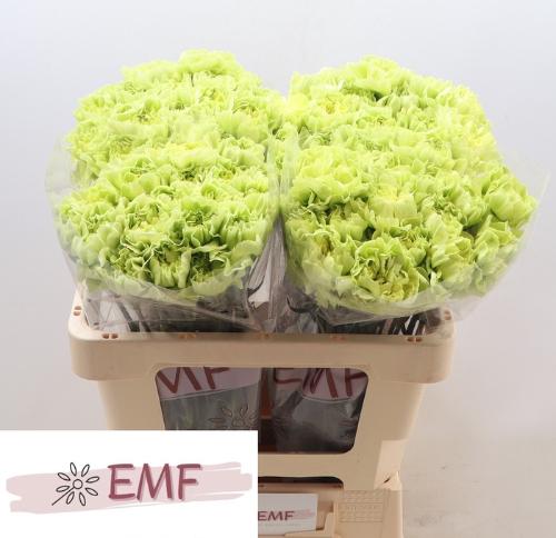 Dianthus standaard Celtic Green
