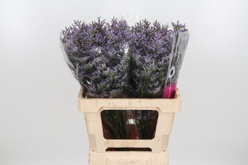 Limonium 'Skylight'