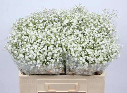 Gypsophila paniculata Xlence