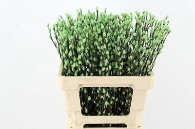 Salix kleurbehandeld H%