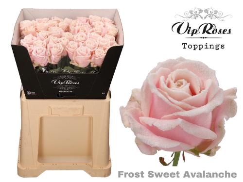 Rosa grootbloemig kleurbehandeld H%