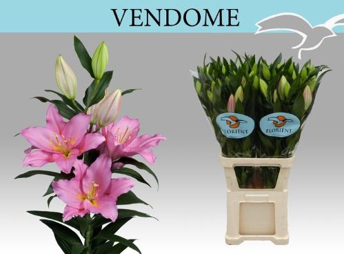 Lilium Oriental Grp 'Vendome'