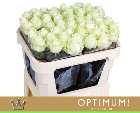 Rosa grootbloemig Avalanche+