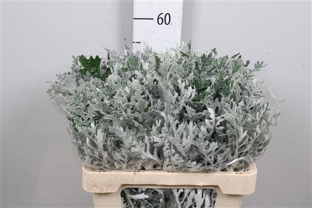 Senecio maritima