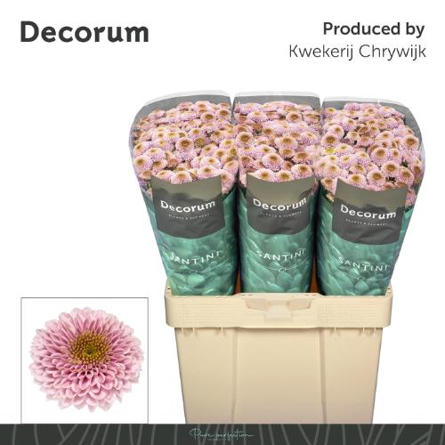 Chrysanthemum Indicum Grp tros santini Aaa Doria Pink