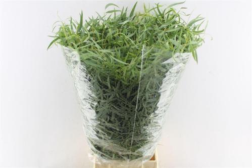 Eucalyptus per bos nicholii