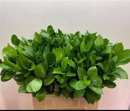 Ruscus hypophyllum (groot blad)