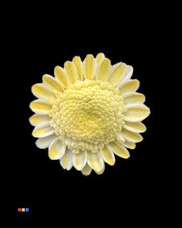 Chrysanthemum Indicum Grp tros kas kleurbehandeld H%