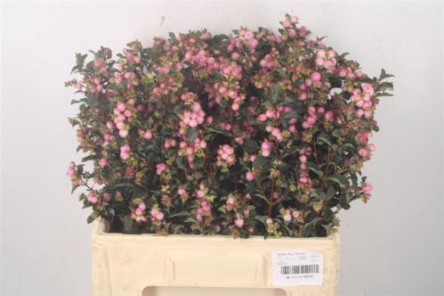 Symphoricarpos (Pink Berry Grp) Magical Pink Falls