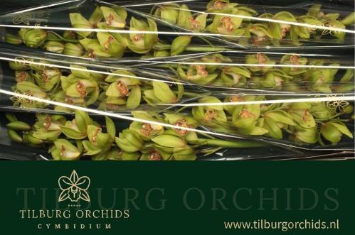 Cymbidium grootbloemig per tak Honey Green 'Melissa'