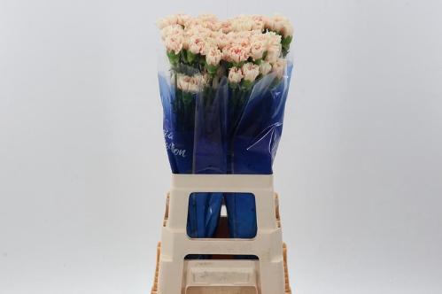 Dianthus standaard 'Apple Tea'