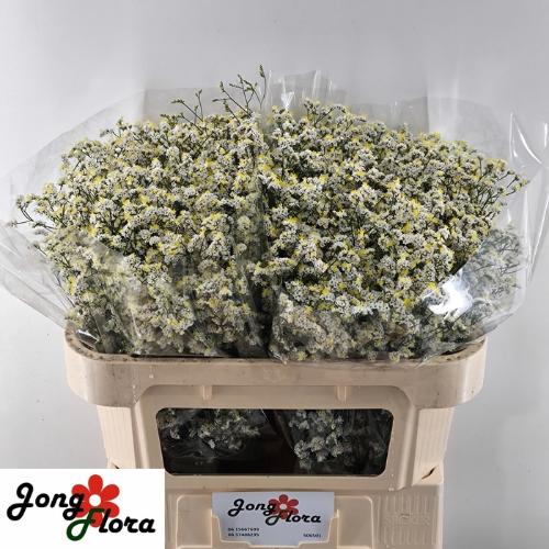 Limonium sinense Bright Diamond