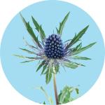 Eryngium