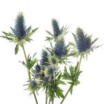 eryngium-rez.jpg