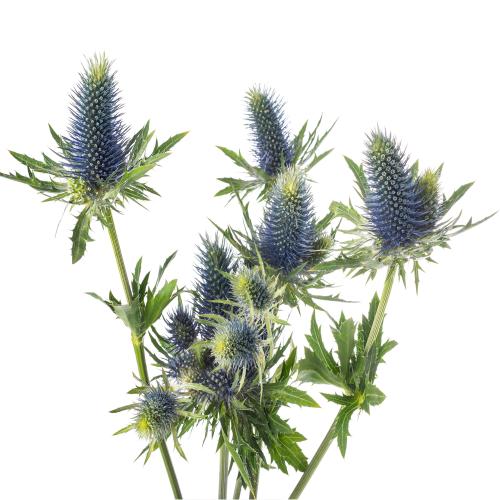 Eryngium rezané