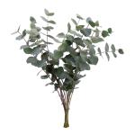 eucalyptus-cinerea.jpg