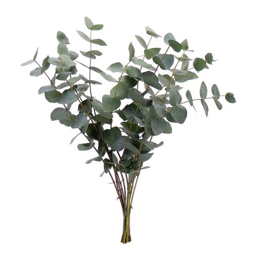 Eucalyptus Cinerea 40 cm rez.10/zv.