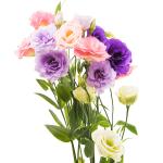 eustoma-lisiantus-mix-rez.jpg