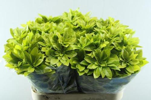 Choisya ternata 'Lich'