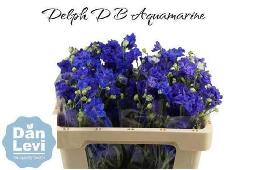 Delphinium dubbelbloemig grandiflorum 'Bijou Aquamarine'