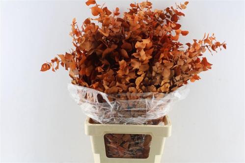 Eucalyptus kleurbehandeld per bos H%