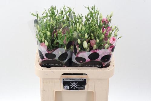 Eustoma russellianum gevuldbloemig 'Rosita Rose Pink'