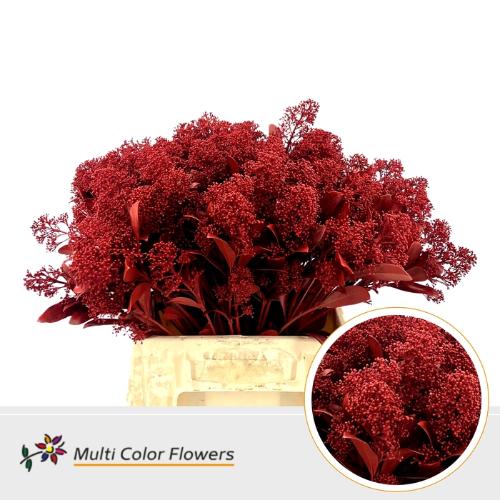 Skimmia per bos overig kleurbehandeld H%